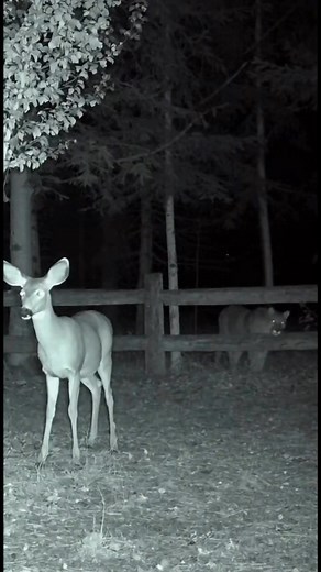 16K views · 53 reactions | A motion-activated deer camera in northern...