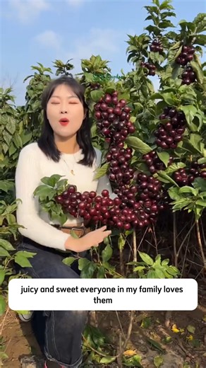 581K views · 9.8K reactions | Dwarf Black Cherry Fruit Seed | Dodo Garden | Facebook
