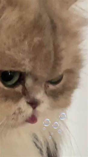 832K views · 10K reactions | #Meow . . . #catloversclub #cat #cats #catoftheday #catlover #catsagram #catlovers #cat_features #catlady #catlife #catlove #catsgram #cutecat #cutecats #cutest #meow #kittycat #catsclub #kitty #ilovemycat #caturday #thedailykitten #bestmeow #kucing #cats #indonesia #pet #catstagram #kitty | Meow | Facebook