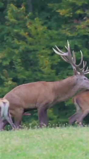 Animal mating (@animal_mating1)’s videos with original sound - Animal mating