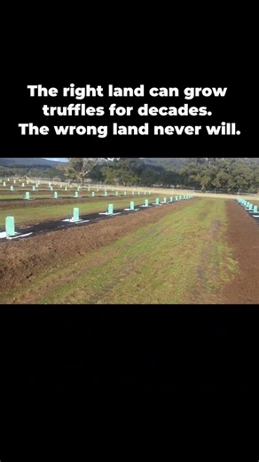 How to Know if Your Land Can Grow Truffles