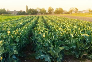 Grow Healthier Plants With the Best Mycorrhizal Inoculants