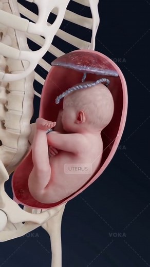 El embarazo, también conocido como gestación, es el periodo en el que un feto se desarrolla en el útero de una mujer. Se inicia con la fecundación de un óvulo por un espermatozoide y termina con el nacimiento del bebé. Este periodo dura aproximadamente 40 semanas, o poco más de 9 meses. Etapas del embarazo (trimestres): Primer trimestre: Desde la semana 0 (primer día del último período menstrual) hasta la semana 13 más 6 días. Segundo trimestre: De la semana 14 a la semana 27 más 6 días. Tercer 