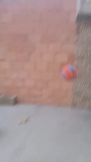Energetic Dog Playing with Colorful Ball Outdoors
