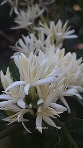 224K views · 6.4K reactions | ಕಾಫಿ ಹೂವು . . Use...