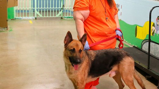 Why addressing animal cruelty crimes matters