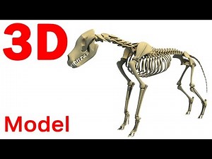 Wolf Skeleton