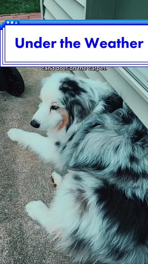 Preventing Dog Vomit Mishaps: How to Recognize the Signs