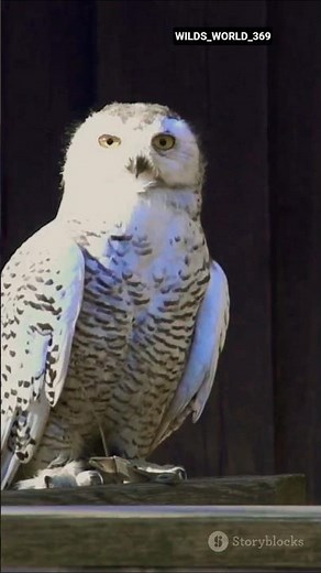Snowy Owl 🦉❄ | Amazing Facts About the White Hunter of the Arctic #facts #owl #shorts