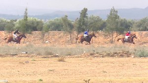9.3K views · 84 reactions | COURSE N°2 : POUR CHEVAUX BARBES ET ARABES BARBES DE 3 ANS NE S'ETANT PAS PLACES DISTANCE : 1400 M | Société des Courses Hippiques Tunisie | Facebook