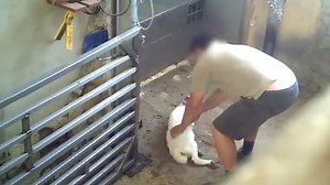 Graphic: Abattoir workers in Spain filmed 'throwing lambs like toys'