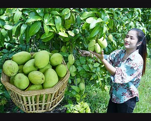 Pick green mango from mango farm for cooking - Cooking with Sreypov | NTL TV