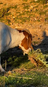 Getting a last pick of feed before the sun goes down. Young Tyson hoping for a date but none of the girls were ready. #boergoatstud #boergoatbreeder #australianboergoats #goatfarming #boergoats #gold’n’goats | Gold’n’Goats