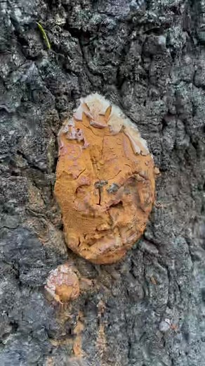 Exploring the Fascinating World of Tapioca Slime Mold Spores