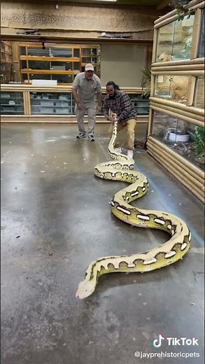 Rihno Beautiful python snake(1)