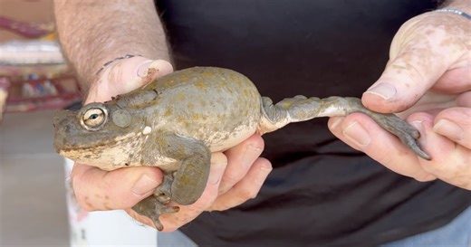 Poisonous toads pose danger to pets during Tucson Monsoon’s storms