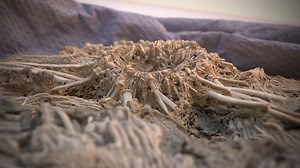 How Do Paleontologists Acurately Date Prehistoric Fossils? The Clues Hide in Surrounding Rocks.