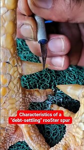 🐓 Signs of Healthy Rooster Spurs | Spur Condition & Growth Characteristics / Chicken types