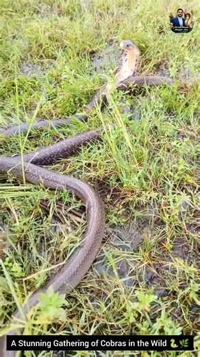 A Stunning Gathering of Cobras in the Wild 🐍🌿 #animals #cobra #wildlife #wildliferescue #snake