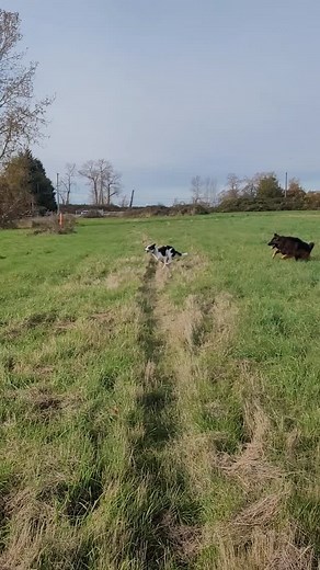 20 reactions | The "chase me game" is the best game in town if you're...