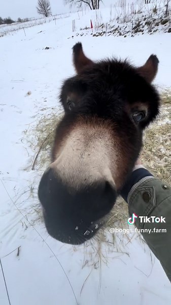 Henry Donkey Treat Collection | Funny Farm Patrol