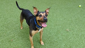 Pet of the week: Luna Loo the 4-year-old German shepherd boxer mix