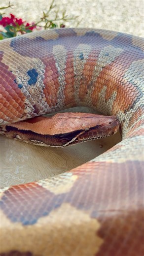Beautiful Blood Python