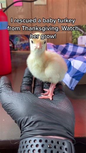 Harper the Turkey: Rescued Baby Turkey Growing Up Story