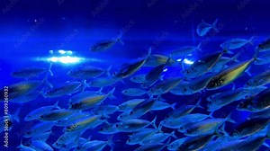 Colorful surgeonfish fishes of sea aquarium with coral reef. Foxface rabbitfish, Bluespine Unicornfish and Pyramid butterflyfish. Clownfish, Royal gramma, and Yellowfin Tang. Fishes of Red Sea. High q