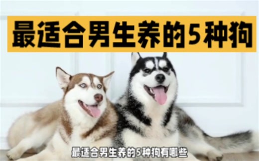 最适合男生养的五种狗狗