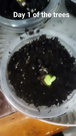 day 1 #spongebob #music #trees #gardening