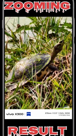 Unbelievable Zoom Power! vivo X300 Wildlife Test #kgf #monster