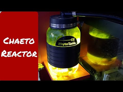 Chaeto Reactor Review & Walkthrough - Poseidon Reef Systems