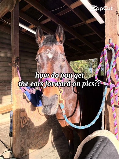 How do you get their ears forwards ?