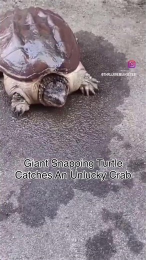 GIANT SNAPPING TURTLE CATCHES AN UNLUCKY CRAB!!