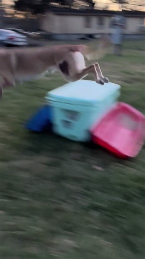 Dog Training Fails: Laughing Through the Agility Course