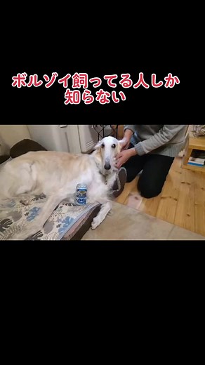 #犬 #大型犬 #超大型犬 #ボルゾイ #鼻曲がる #xoxo #repezenfoxx #上目遣い可愛すぎ