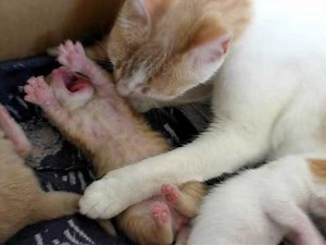mamma gatta e i suoi piccoli .....dopo una settimana