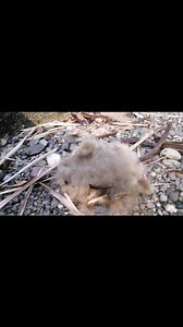 2.8K views · 24 reactions | Balsa (Ochroma pyramidale) #TreePlantingChallenge #naturaleza #balsa | Lugares Ia | Facebook