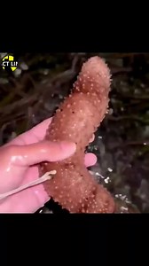 552K views · 1.4K reactions | Sea Cucumber | FactlineTv official | Facebook