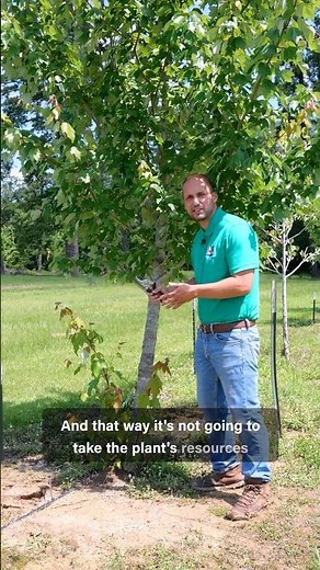 Why you should remove tree suckers | Get It Growing #garden #gardening #homegardening #treecare