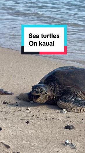 Sea Turtles on Kauai: Where to See Turtles in Hawaii