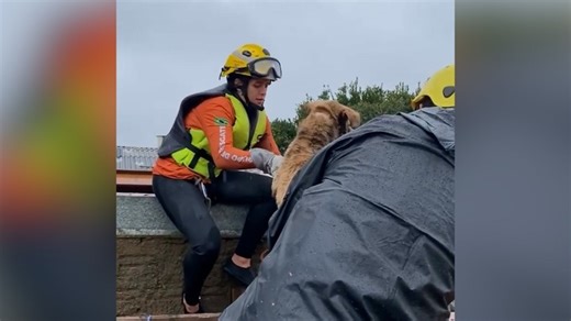 Two scared pups were stranded with floodwater surrounding them on every side. | USA TODAY