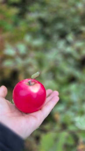 "Hier und da komm ich auf die Idee ein andern Weg zu gehn, mal verspielt und mal gefasst.. Manchmal macht mir der Nase nach einfach das Unbeholfne spaß" #biohofbandner #biohuhn #landleben #landwirtschaft #Herbstmomente | Biohof Brandner
