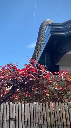 Coastal Carpet Python Climbs Onto Roof in Belvista