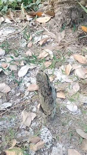 nhạc chuông điện thoại Zalo