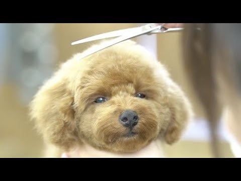 【トイプードル子犬】初めてのトリミング【パピーカット】