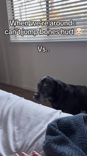 The performance he puts on when we’re home deserves an Oscar 🤣 #baddogs #funnydogvideo #dogsofttiktok
