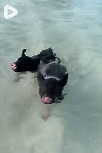 525K views · 10K reactions | These swimming piglets are just too cute  Exuma Water Sports 007 | IGV | Facebook
