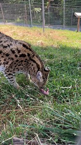 217K views · 2.1K reactions | Whistler... don't play with your food! We are glad that Whistler can live a life of freedom where he can be this picky every day. Before finding refuge at TCWR, Whistler was privately owned and released into the Colorado wilderness when his owners no longer wanted to care for him. #spoiled #tcwr #turpentinecreek #rescuebigcats #notpets #cat #serval #africa | Turpentine Creek Wildlife Refuge | Facebook